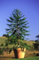 /album/fotogalerie-dinopark-vylet-do-prehistorie-na-strese-galerie-harfy/wollemia3-jpg/