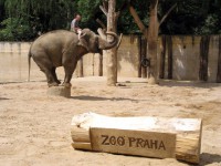 /album/fotogalerie-zoologicka-zahrada-hl-m-prahy/den-diabetu-s-lilly-v-zoo-praha-jpg/