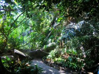 /album/fotogalerie-zoologicka-zahrada-hl-m-prahy/indonesian-jungle3-zoo-prague-jpg1/