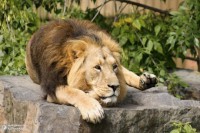 /album/fotogalerie-zoologicka-zahrada-hl-m-prahy/zoo-praha1-201205110005178-jpg/