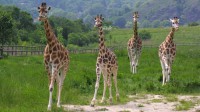/album/fotogalerie-zoologicka-zahrada-hl-m-prahy/zoo-praha-2-jpg/