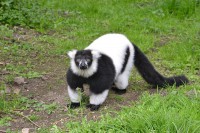 /album/fotogalerie-zoo-dvorec-u-borovan-park-exotickych-zvirat/a46-jpg/