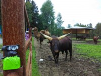 /album/fotogalerie-zoo-dvorec-u-borovan-park-exotickych-zvirat/img-20140820-144808-jpg/