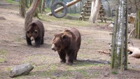 /album/fotogalerie-medvedarium-beroun/beroun-jpg/