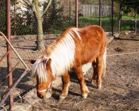 /album/fotogalerie-babiccin-dvorecek-liciborice/luky-shetlandsky-pony-jpg/