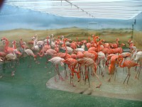 /album/fotogalerie-zoo-dvur-kralove-nad-labem/a002-pavilon-plamenaku-jpg/