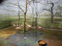 /album/fotogalerie-zoo-dvur-kralove-nad-labem/a004-pavilon-tropickych-bazin-jpg/