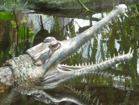 /album/fotogalerie-zoo-dvur-kralove-nad-labem/a004-vodni-svety-tomistoma-uzkohlava-jpg/