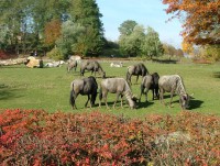 /album/fotogalerie-zoo-dvur-kralove-nad-labem/a007-letni-vybehy-velky-africky-vybeh-jpg/