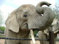 /album/fotogalerie-zoo-dvur-kralove-nad-labem/a008-sloni-a-pavilon-africka-savana-jpg/