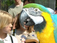 /album/fotogalerie-zoo-dvur-kralove-nad-labem/a009-ara-ararauna-jpg/