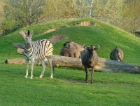 /album/fotogalerie-zoo-dvur-kralove-nad-labem/a010-letni-vybehy-velky-africky-vybeh-jpg/