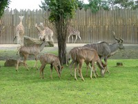 /album/fotogalerie-zoo-dvur-kralove-nad-labem/a022-letni-vybehy-klasicka-cast-zoo-kudu-velky-a-zirafy-rothschildovy-jpg/