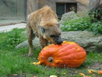 /album/fotogalerie-zoo-dvur-kralove-nad-labem/a027-pavilon-selem-hyena-skvrnita-zere-dyni-jpg/