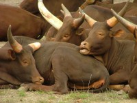 /album/fotogalerie-zoo-dvur-kralove-nad-labem/a051-africke-safari-watusi-jpg/