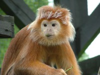 /album/fotogalerie-zoo-dvur-kralove-nad-labem/a063-hulman-javsky-jpg/