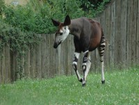 /album/fotogalerie-zoo-dvur-kralove-nad-labem/a074-okapi-jpg/