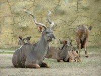 /album/fotogalerie-zoo-dvur-kralove-nad-labem/a080-letni-vybehy-kalsicka-cast-zoo-kudu-velky-jpg/