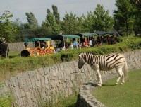 /album/fotogalerie-zoo-dvur-kralove-nad-labem/vlacek3-se-zebrou-jpg/