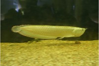 /album/fotogalerie-obri-akvarium-v-hradci-kralove-nejvetsi-sladkovodni-akvarium-v-cr/arrowana-dvojvousa-jpg/