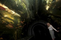 /album/fotogalerie-obri-akvarium-v-hradci-kralove-nejvetsi-sladkovodni-akvarium-v-cr/podvodni-tunel-obriho-akvaria-11522-jpg1/