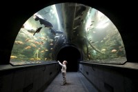 /album/fotogalerie-obri-akvarium-v-hradci-kralove-nejvetsi-sladkovodni-akvarium-v-cr/podvodni-tunel-obriho-akvaria-img-1152-jpg1/