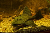 /album/fotogalerie-obri-akvarium-v-hradci-kralove-nejvetsi-sladkovodni-akvarium-v-cr/krunyrovec-trnity-jpg/