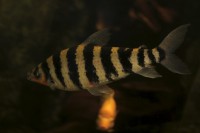 /album/fotogalerie-obri-akvarium-v-hradci-kralove-nejvetsi-sladkovodni-akvarium-v-cr/kurimata-zelenava-jpg/