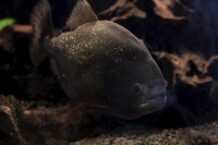 /album/fotogalerie-obri-akvarium-v-hradci-kralove-nejvetsi-sladkovodni-akvarium-v-cr/pirana-cervena-jpg/