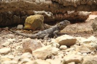 /album/fotogalerie-zoo-ohrada-hluboka-nad-vltavou/agama-hardun-jerhotova-jpg/