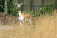 /album/fotogalerie-zoo-ohrada-hluboka-nad-vltavou/antilopa-jeleni-jpg/