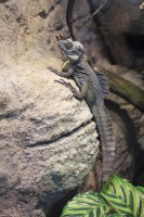 /album/fotogalerie-zoo-ohrada-hluboka-nad-vltavou/bazilisek-zeleny-jpg/