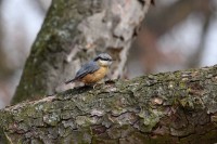 /album/fotogalerie-zoo-ohrada-hluboka-nad-vltavou/brhlik-lesni-jerhotova-jpg/