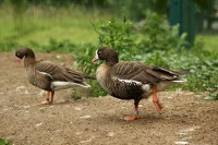 /album/fotogalerie-zoo-ohrada-hluboka-nad-vltavou/husa-mala-jpg/