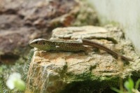 /album/fotogalerie-zoo-ohrada-hluboka-nad-vltavou/jesterka-obecna-jerhotova-jpg/