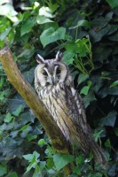 /album/fotogalerie-zoo-ohrada-hluboka-nad-vltavou/kalous-usaty-jpg1/