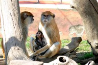 /album/fotogalerie-zoo-ohrada-hluboka-nad-vltavou/kockodan-jpg/