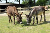 /album/fotogalerie-zoo-ohrada-hluboka-nad-vltavou/osel-domaci-jpg/