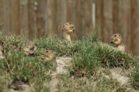 /album/fotogalerie-zoo-ohrada-hluboka-nad-vltavou/sysel-obecny-jerhotova-jpg/