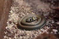 /album/fotogalerie-zoo-ohrada-hluboka-nad-vltavou/uzovka-obojkova-jpg/
