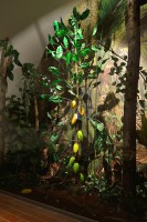 /album/fotogalerie-muzeum-cokolady-a-marcipanu-tabor/kakaovnik-jpg/