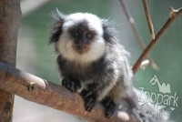 /album/fotogalerie-zoopark-na-hradecku-horni-pena/zooparknahradecku-2-jpg/