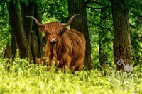 /album/fotogalerie-zoopark-na-hradecku-horni-pena/zooparknahradecku-4-jpg1/
