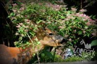 /album/fotogalerie-zoopark-na-hradecku-horni-pena/zooparknahradecku-10-jpg/