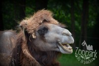 /album/fotogalerie-zoopark-na-hradecku-horni-pena/zooparknahradecku-12-jpg/