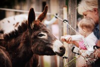 /album/fotogalerie-zoopark-na-hradecku-horni-pena/zooparknahradecku-13-jpg/