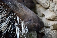 /album/fotogalerie-zoopark-na-hradecku-horni-pena/zooparknahradecku-14-jpg/