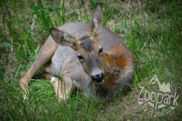 /album/fotogalerie-zoopark-na-hradecku-horni-pena/zooparknahradecku-15-jpg/