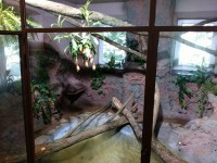 /album/fotogalerie-zoopark-na-hradecku-horni-pena/zooparknahradecku-40-jpg/