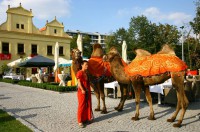 /album/fotogalerie-velbloudi-raj-zahostice/pronajem-velblouda-jpg1/